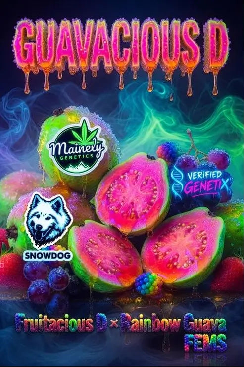 Guavacious D | Mainely Genetics