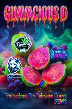 Guavacious D | Mainely Genetics