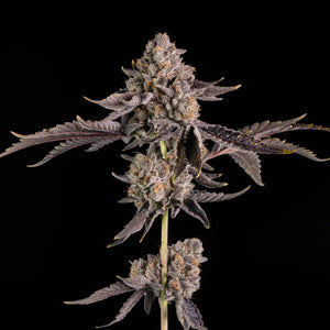 Happy Hour | Wizard Trees