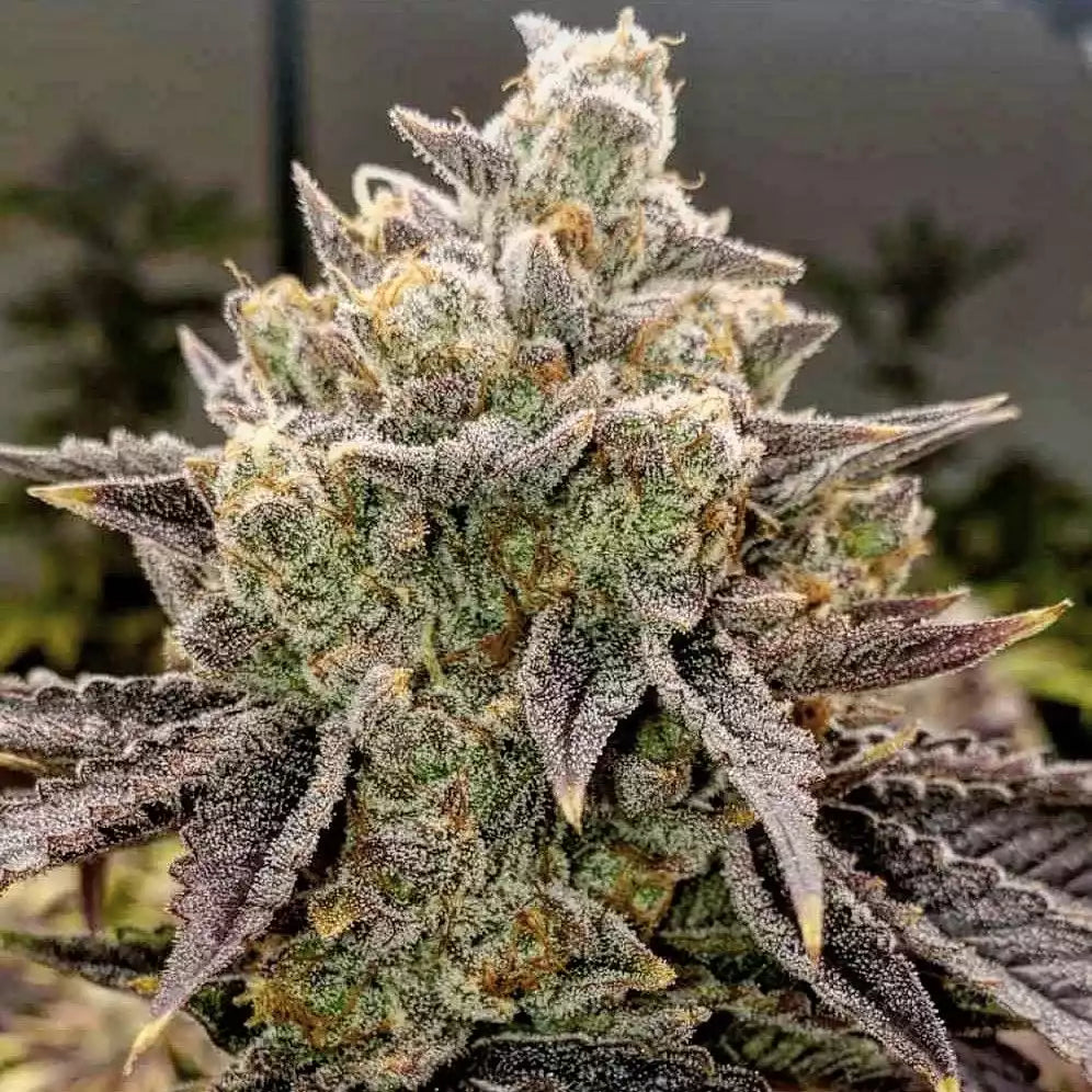 Bubble Gummy Auto | Ethos Genetics