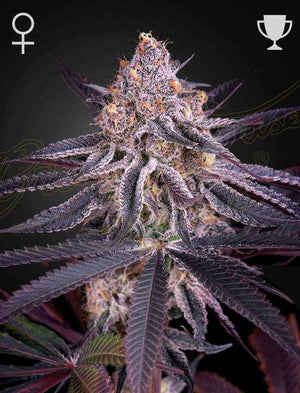 King's Juice | Green House Seeds