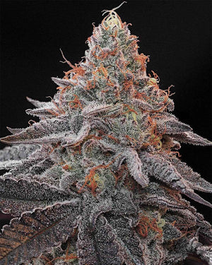 Kashmir Black | Grounded Genetics