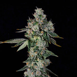 L.I.I.T | Wizard Trees
