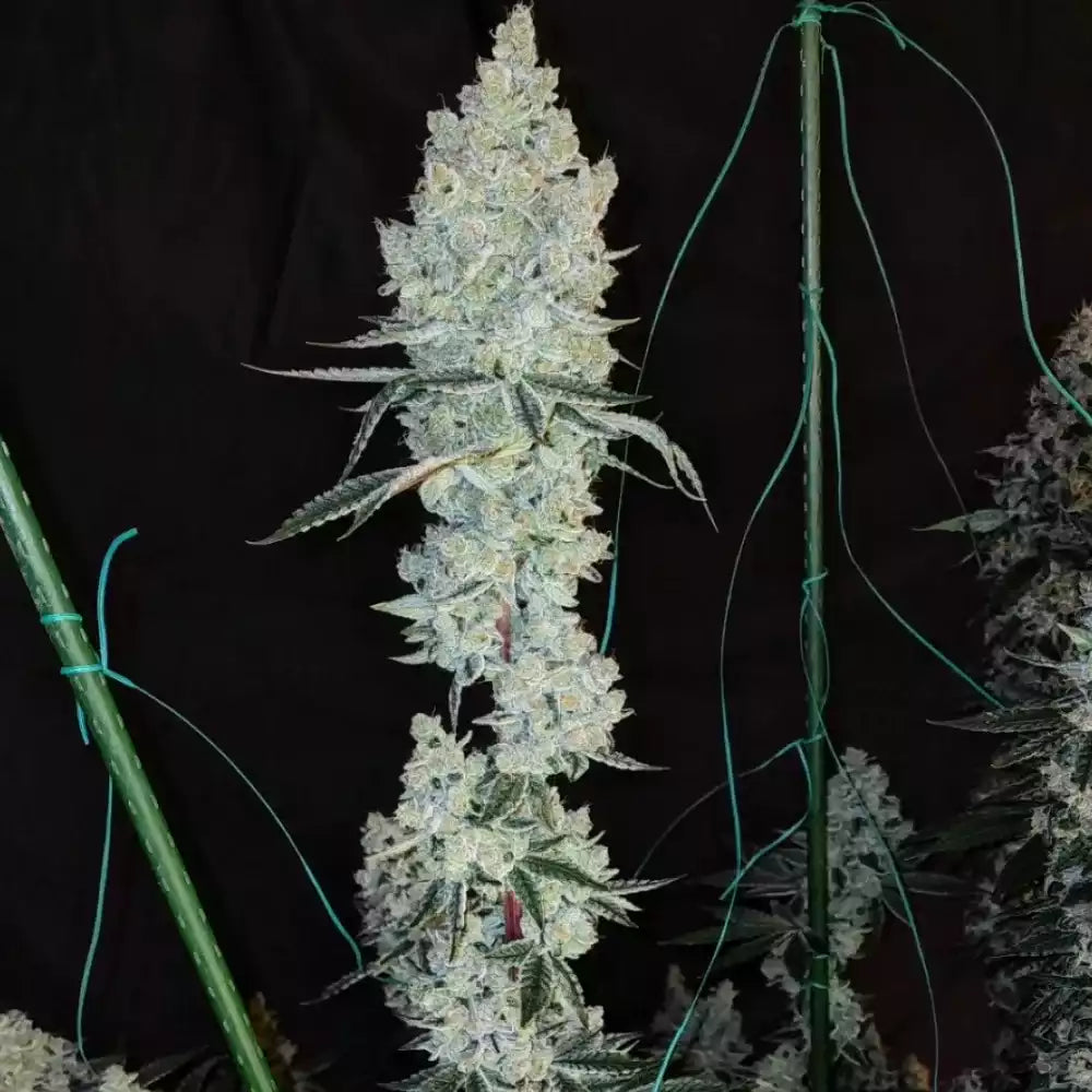 Lemon Cherry Pie R1 | Ethos Genetics