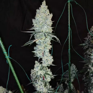 Lemon Cherry Pie R1 | Ethos Genetics