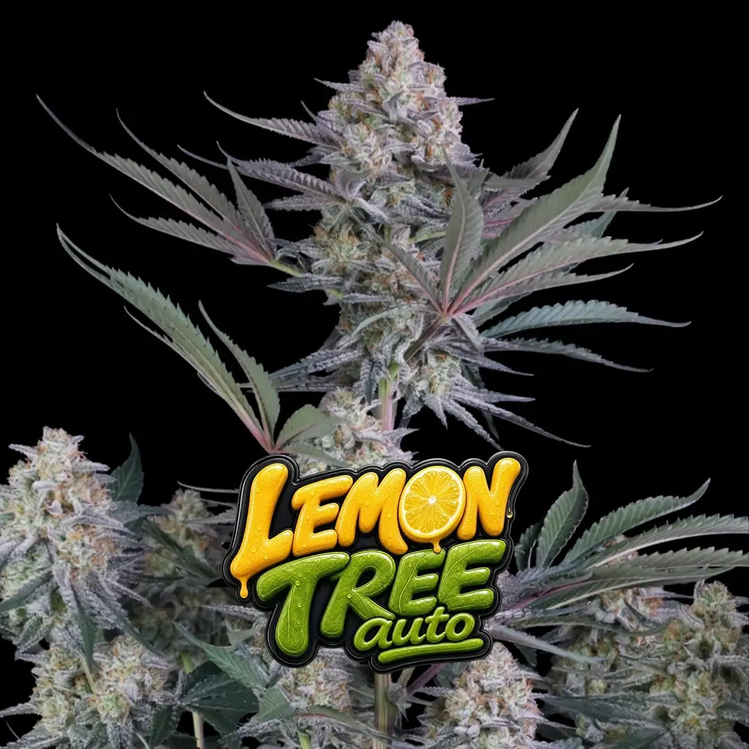 Lemon Tree Auto | Fast Buds