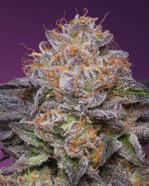 Lime Drizzle | Grounded Genetics