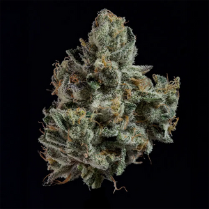 London Fog | Wizard Trees