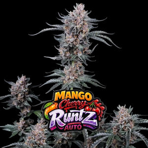 Mango Cherry Runtz Auto | Fast Buds