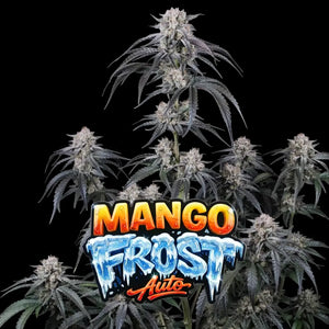 Mango Frost Auto | Fast Buds