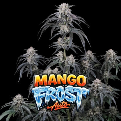 Mango Frost Auto | Fast Buds