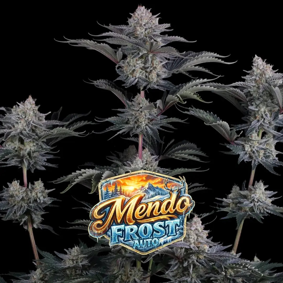 Mendo Frost Auto | Fast Buds