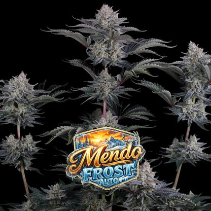 Mendo Frost Auto | Fast Buds