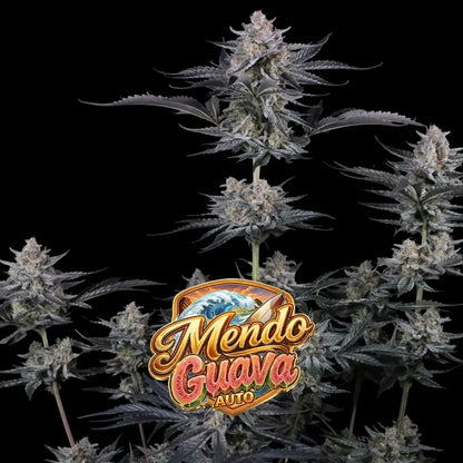 Mendo Guava Auto | Fast Buds