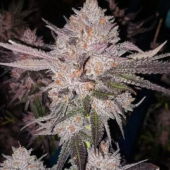 OG Kush Auto | Ethos Genetics