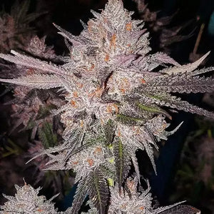 OG Kush Auto | Ethos Genetics