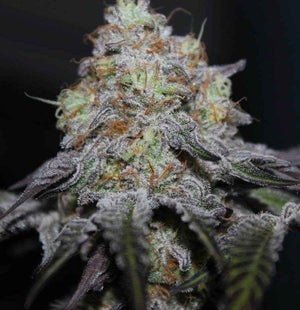 Offshore | Grounded Genetics