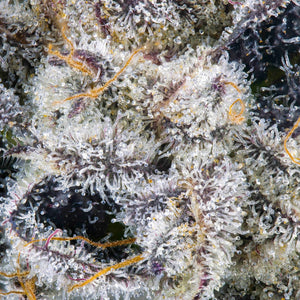 Paradiso (Regulär) | Maven Genetics