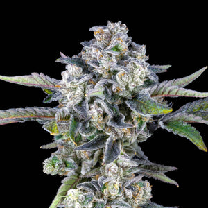 Paradiso (Regulär) | Maven Genetics