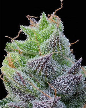 Peach Limeade | Grounded Genetics