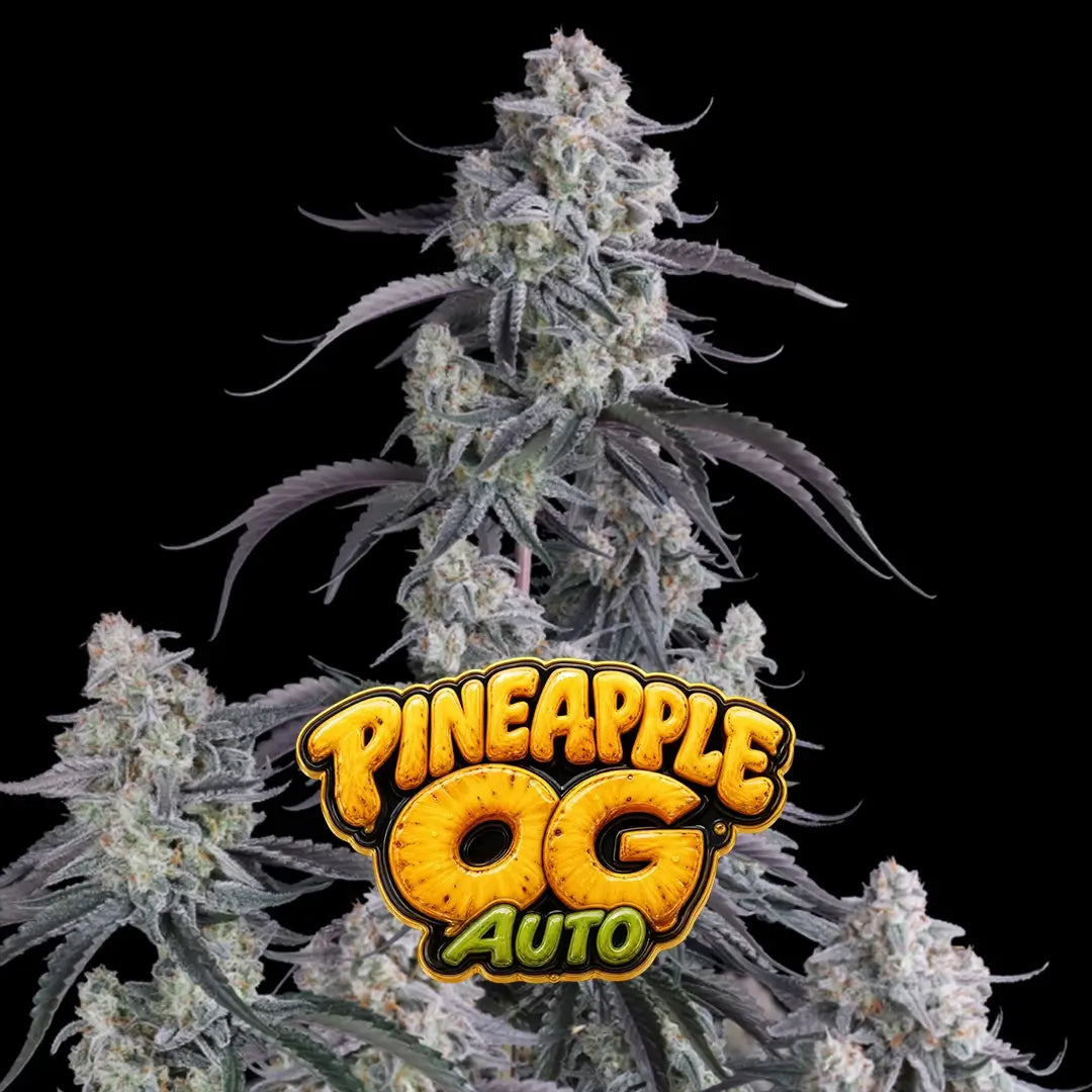 Pineapple OG Auto | Fast Buds