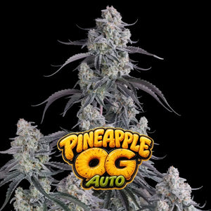 Pineapple OG Auto | Fast Buds