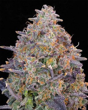 Pink Chai | Grounded Genetics