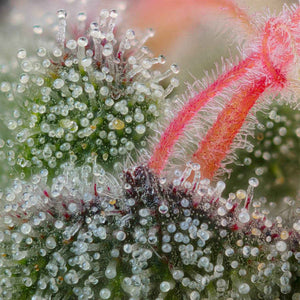 Pink Honey | Grounded Genetics