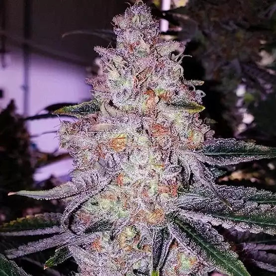 Planet Of The Grapes RBX | Ethos Genetics