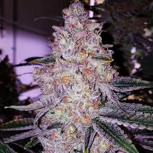 Planet Of The Grapes RBX | Ethos Genetics