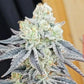 Platinum Dosha | In House Genetics