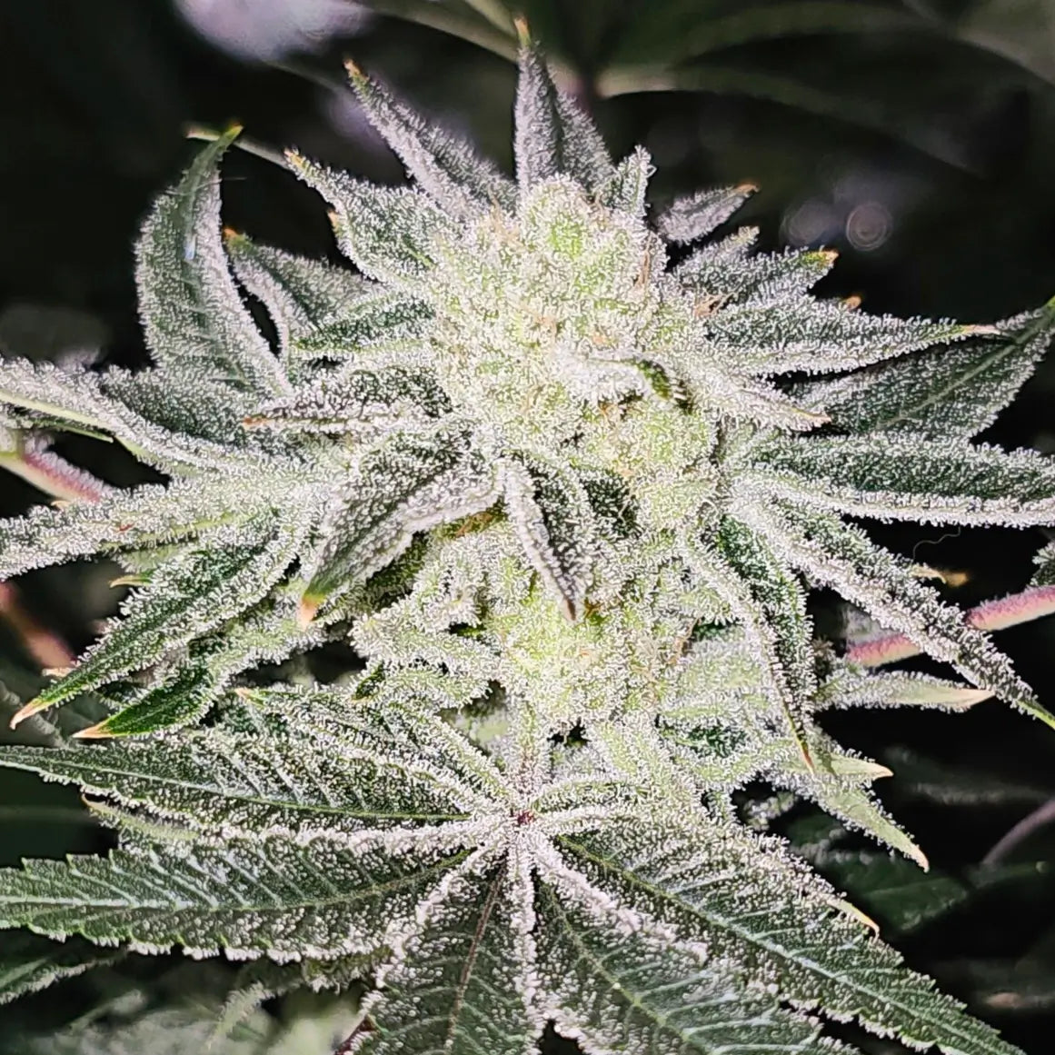 Platinum Dosha | In House Genetics