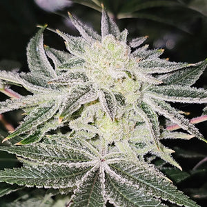 Platinum Dosha | In House Genetics