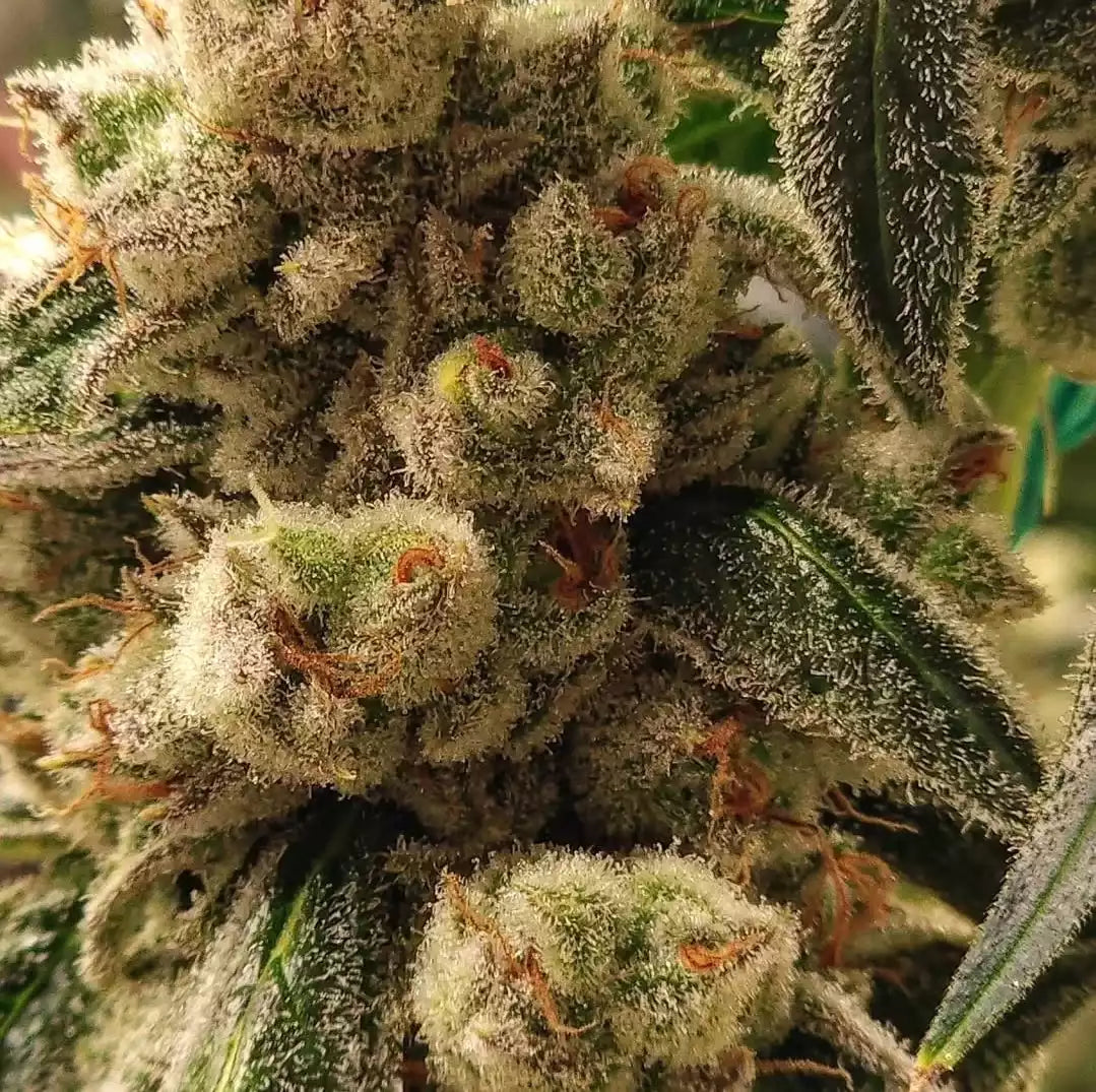 Pluto Cookies IBL Auto | Ethos Genetics