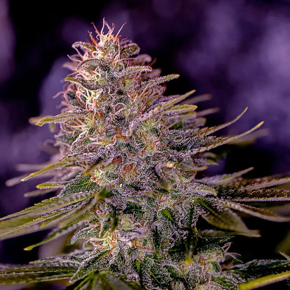 American Purple | Positronics Seeds
