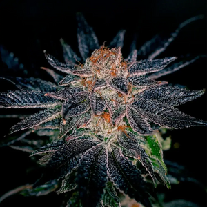 Gelato#47 | Positronics Seeds