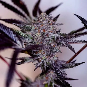 Purple Cherry Auto | Positronics Seeds
