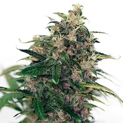 Somango#47 Auto | Positronics Seeds