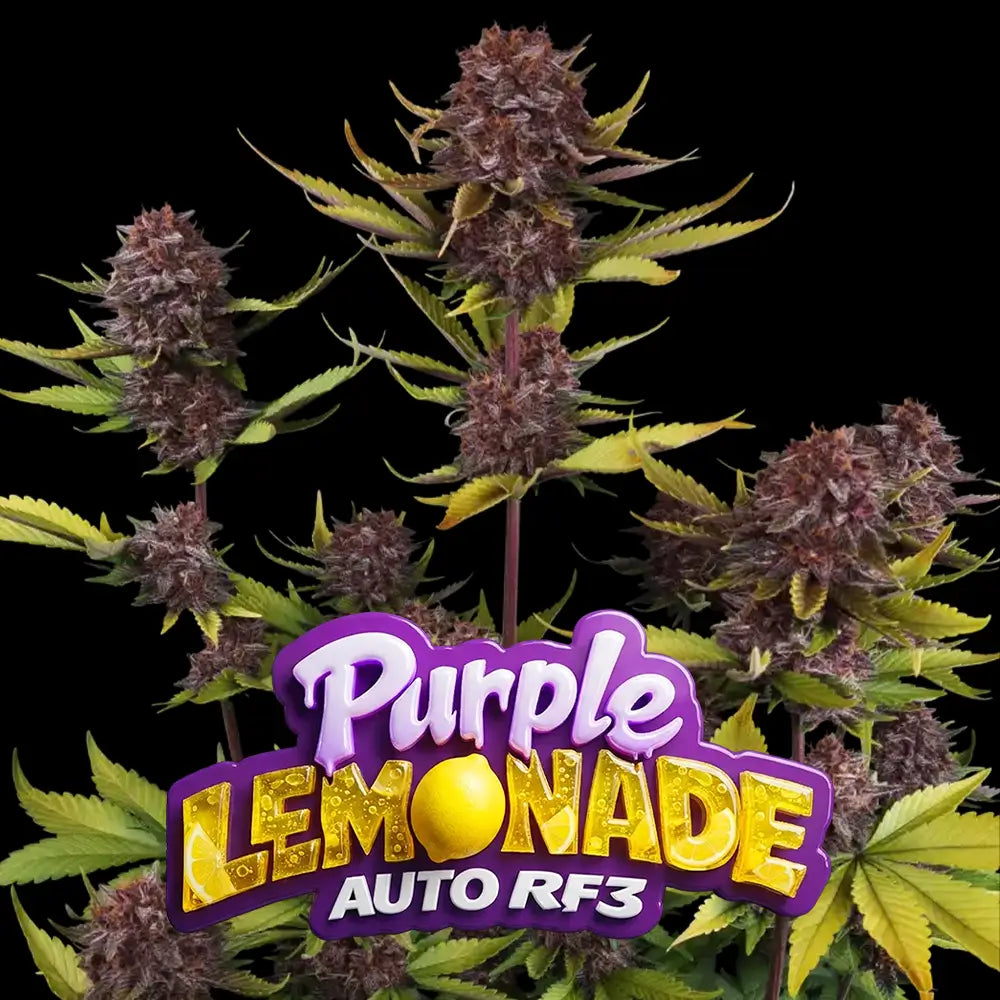 Purple Lemonade Auto RF3 | Fast Buds