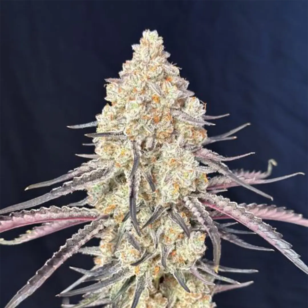 Purple Magnolia | Lovin In Her Eyes