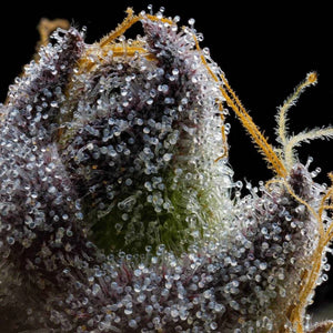 RS11 x Hollywood | Cookies Seeds