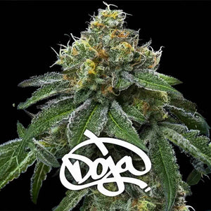 RS11 x Banana OG | Barneys Farm