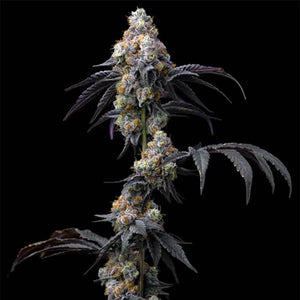 Rainbow Sherbet | Barneys Farm - Only Seeds Europe