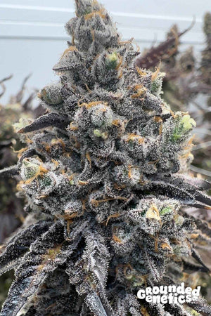 RX11 | Grounded Genetics