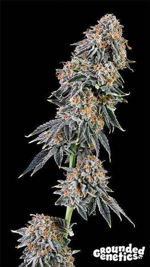 Rainbow Fuel | Grounded Genetics