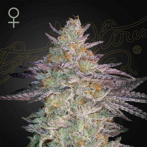 Super Lemon Haze x GMO | Green House Seeds