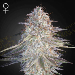 Super Lemon Haze x Pink Candy | Green House Seeds