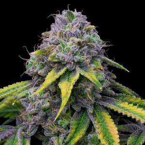 Sour Dubb x Hollywood | Cookies Seeds