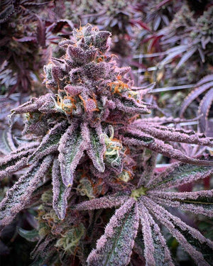 Sour Blucci | Grounded Genetics