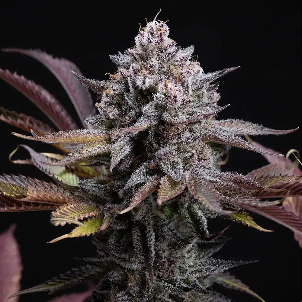 Spicy Cherry | Positronics Seeds